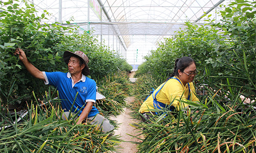 蓝莓小黄姜同种植一棚双收增效益.jpg