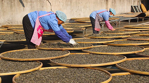 新平：科学保护古茶树赋能茶产业高质量发展.jpg