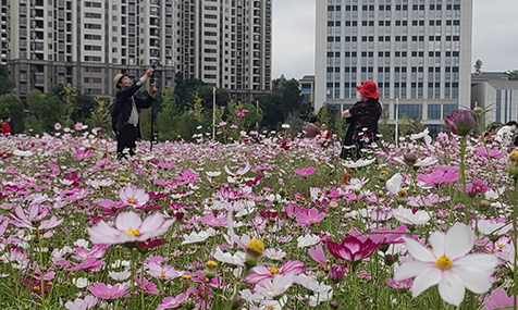 玉溪科教创新城片区波斯菊花海迎客来